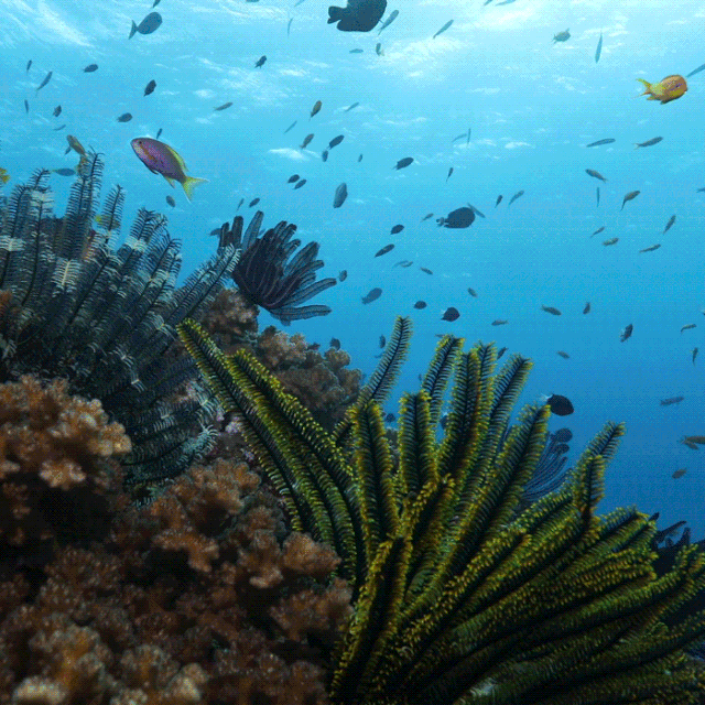 我是一条生活在海里的鱼,大海是我的母亲,她养育并庇护着我,一路走来